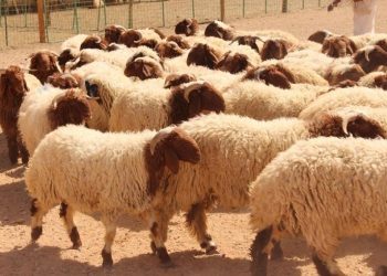 لا أضاحي في المغرب هذا العام