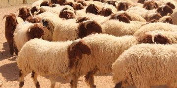 لا أضاحي في المغرب هذا العام