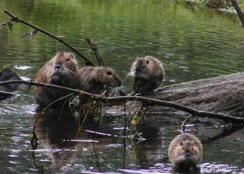 بعد 400 عام من الغياب… القنادس تعود إلى بريطانيا في خطوة تاريخية لإنقاذ الطبيعة!