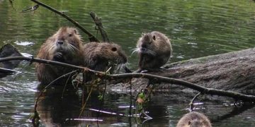 بعد 400 عام من الغياب… القنادس تعود إلى بريطانيا في خطوة تاريخية لإنقاذ الطبيعة!