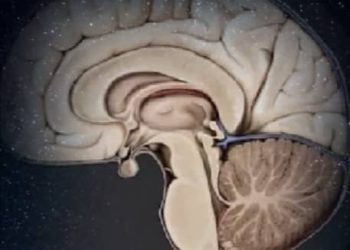 “المخ معجزة الخالق “