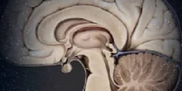 “المخ معجزة الخالق “