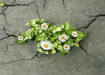 ويبقى الأمل بالله …