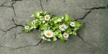 ويبقى الأمل بالله …