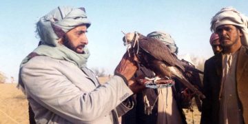 صدور عدد جديد وخاص من مجلة “الصقّار”باللغتين العربية والإنجليزية يحتفي بالشيخ زايد