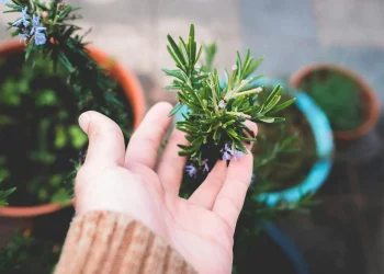 لتعزيز صحتك… 6 أعشاب طازجة يُنصح بشرائها أسبوعياً