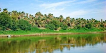 نخلةٌ تُغازِلُ النّهر