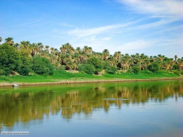 نخلةٌ تُغازِلُ النّهر