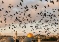 مصطفى فكري: ظهور الغربان في سماء إسرائيل قد يشير إلى وجود أعداد كبيرة من القتلى