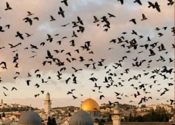 مصطفى فكري: ظهور الغربان في سماء إسرائيل قد يشير إلى وجود أعداد كبيرة من القتلى