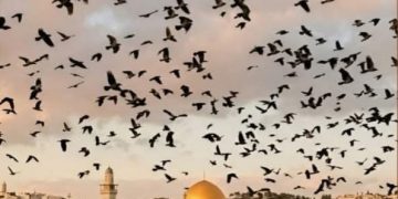 مصطفى فكري: ظهور الغربان في سماء إسرائيل قد يشير إلى وجود أعداد كبيرة من القتلى