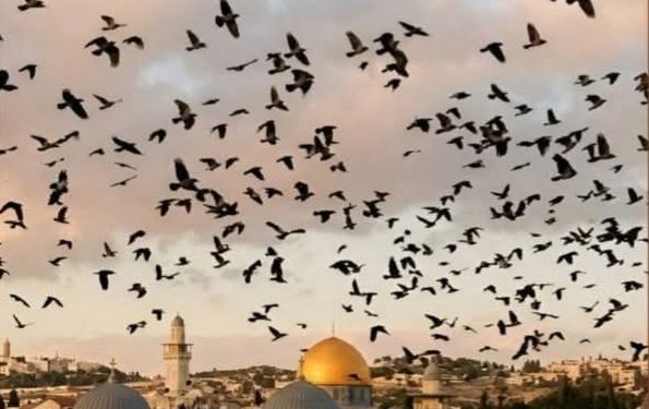مصطفى فكري: ظهور الغربان في سماء إسرائيل قد يشير إلى وجود أعداد كبيرة من القتلى