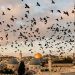 مصطفى فكري: ظهور الغربان في سماء إسرائيل قد يشير إلى وجود أعداد كبيرة من القتلى