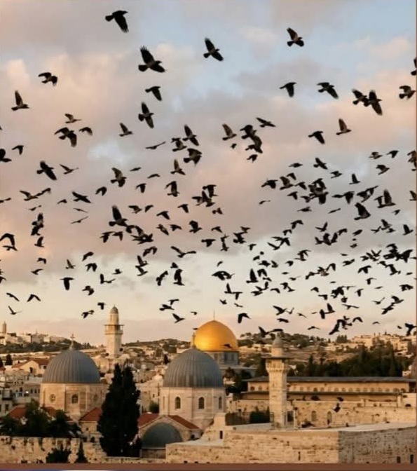 مصطفى فكري: ظهور الغربان في سماء إسرائيل قد يشير إلى وجود أعداد كبيرة من القتلى