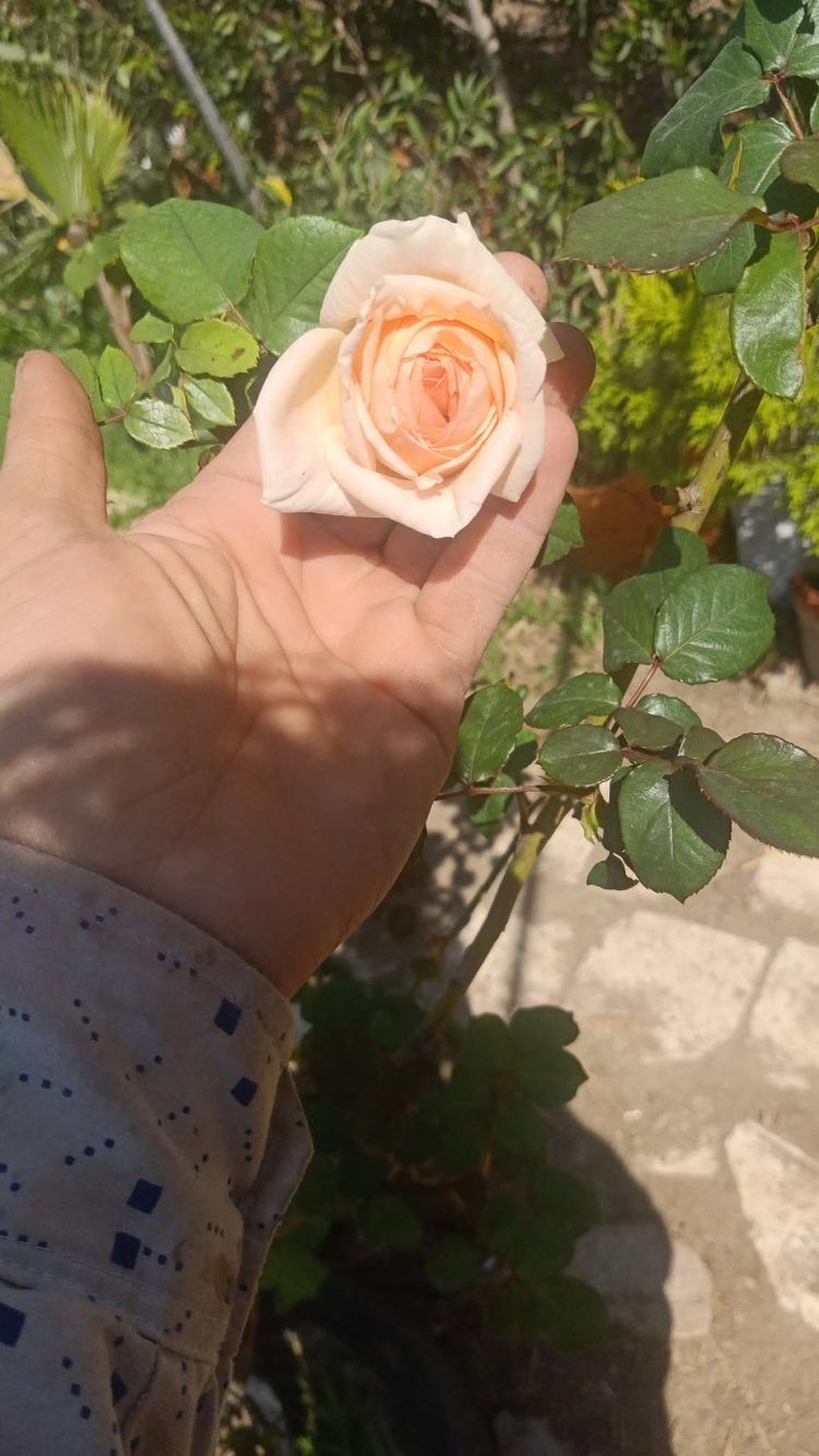 لمْ تُبْـقِ عُذرًا