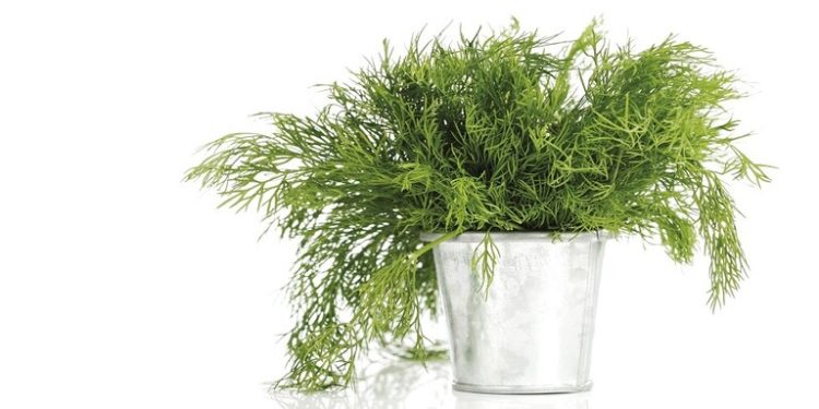 خبير تغذية يكشف عن عشبة خضراء تحمي من فقدان البصر في الشيخوخة