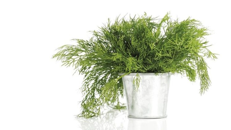 خبير تغذية يكشف عن عشبة خضراء تحمي من فقدان البصر في الشيخوخة